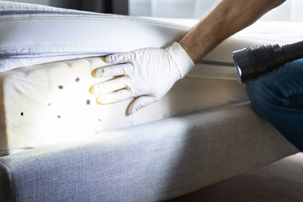 Best Rat Extermination Near Me  in Dundalk, MD