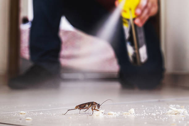 Best Pest Control for Homes  in Dundalk, MD