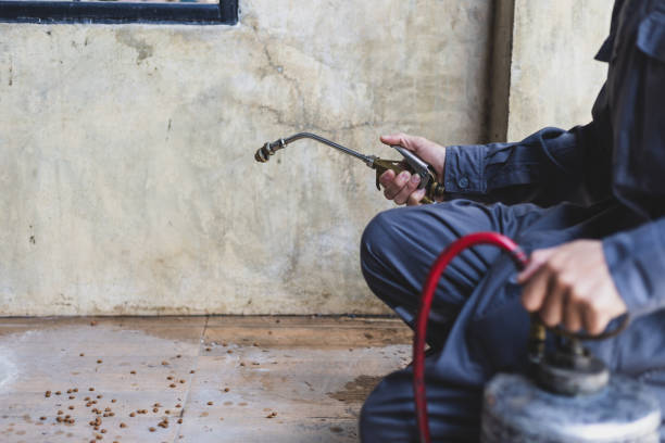 Best Wasp Removal Services  in Dundalk, MD